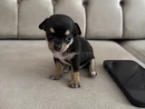 Teacup Chi̇vava