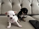 TEACUP CHİVAVA
