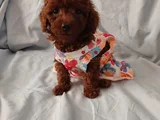 Kore toy poodle yavrular