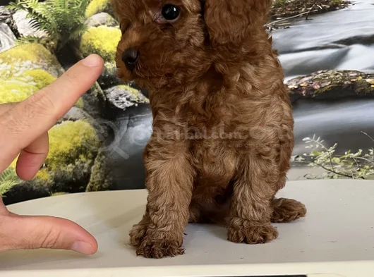 Çok Tatlı Teacup Poodle Yavrusu görsel