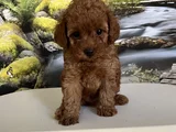 Çok Tatlı Teacup Poodle Yavrusu