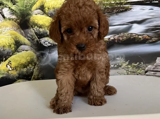 Çok Tatlı Teacup Poodle Yavrusu görsel