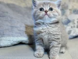 Top Kafa Ayi Surat Safkan Bluepoi̇nt Gri̇ Bebekler