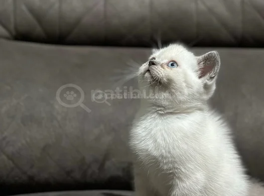 Top Kafa Ayi Surat Safkan Bluepoi̇nt Gri̇ Bebekler görsel