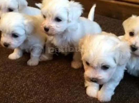 Ev Doğumu Maltese Bebegimiz görsel