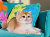 Orijinal Irk Garantili British Shorthair Golden