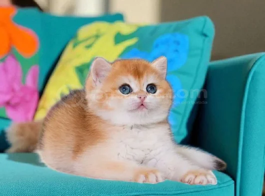 Orijinal Irk Garantili British Shorthair Golden