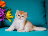 Orijinal Irk Garantili British Shorthair Golden