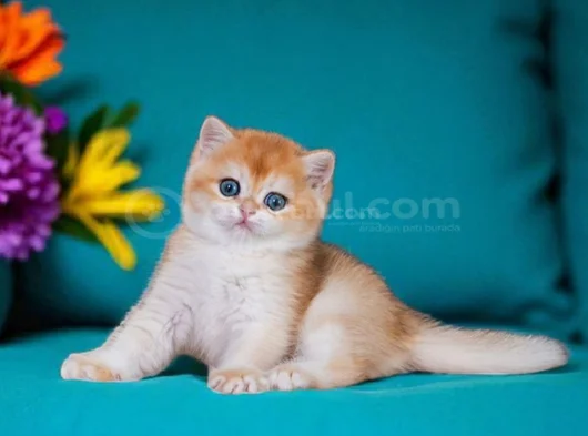 Orijinal Irk Garantili British Shorthair Golden görsel