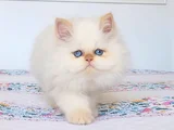 Emsalsi̇z Güzelli̇k Bebek Surat Bri̇ti̇sh Long Redpoi̇nt Yavrumuz