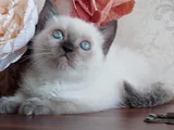 Ballı lokumlarım