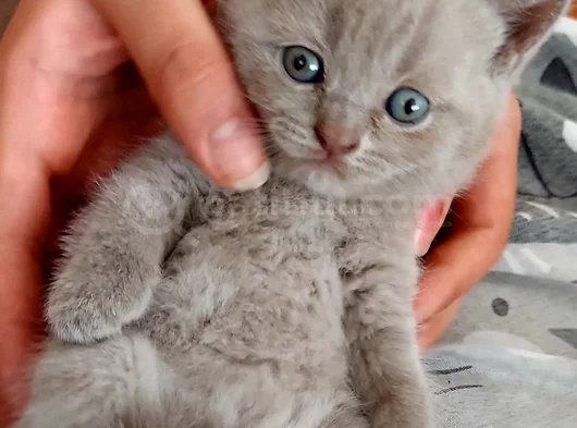 Ballı Lokumlarım görsel