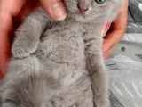 Ballı Lokumlarım