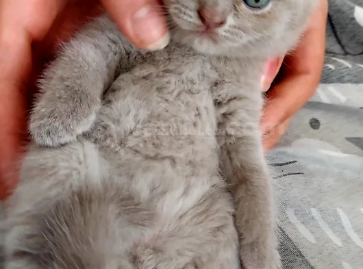 Ballı Lokumlarım görsel