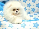 Safkan Pomeranian Boo  Show Kalite Yavrular