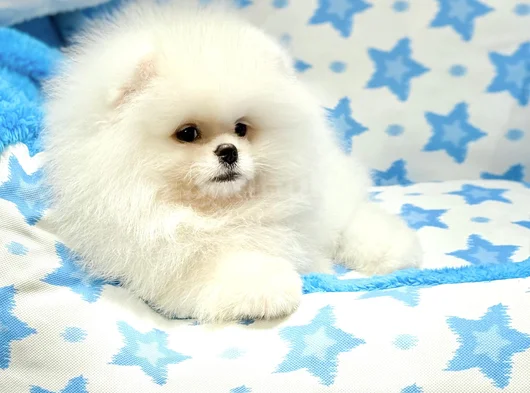 Safkan Pomeranian Boo  Show Kalite Yavrular