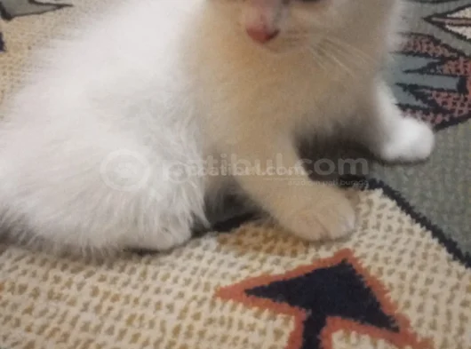 2 Di̇şi̇ 2 Erkek Bal Bebekler görsel