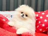 Safkan Pomeranian Boo  Show Kalite Yavrular