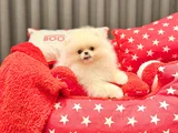 Safkan Pomeranian Boo  Show Kalite Yavrular