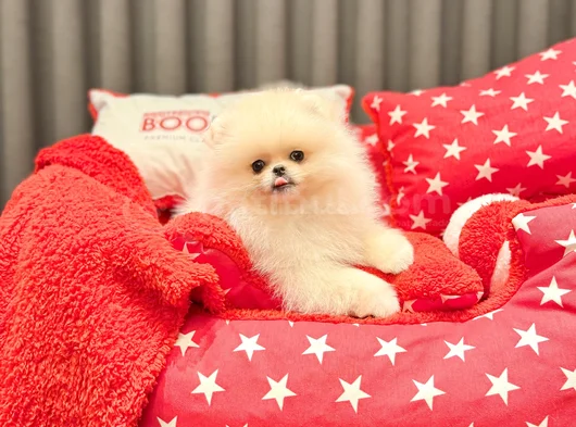 Safkan Pomeranian Boo  Show Kalite Yavrular görsel