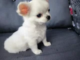Soy Kütük Belgeli Beyaz Uzun Tüylü Erkek Chihuahua Yavrusu