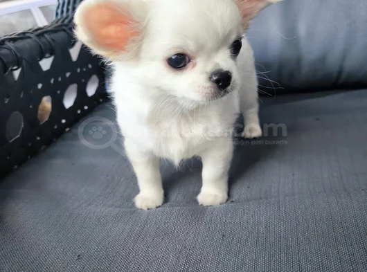 Soy Kütük Belgeli Beyaz Uzun Tüylü Erkek Chihuahua Yavrusu görsel