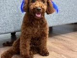 Toy Poodle