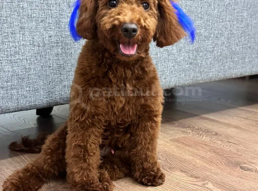 Toy Poodle görsel