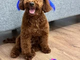 Toy Poodle