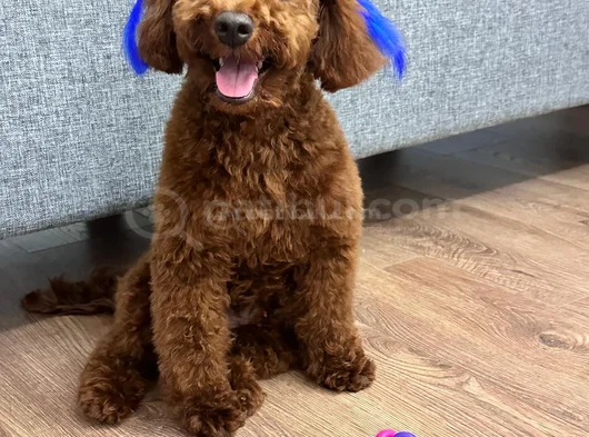 Toy Poodle görsel