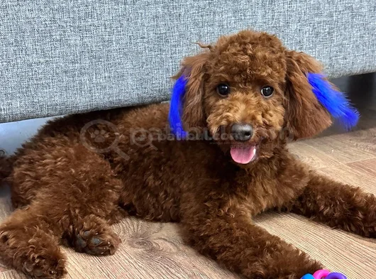 Toy Poodle