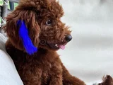 Toy Poodle