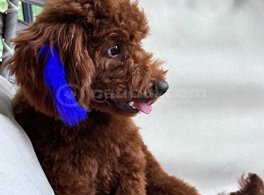 Toy Poodle görsel
