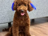 Toy Poodle