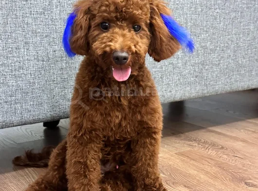 Toy Poodle görsel