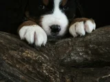 Bernese Mountai̇n Dog Yavrulari̇