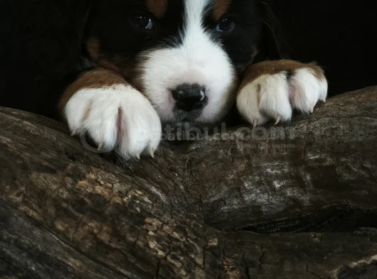 Bernese Mountai̇n Dog Yavrulari̇ görsel