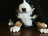 Bernese Mountai̇n Dog Yavrulari̇