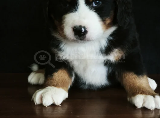 Bernese Mountai̇n Dog Yavrulari̇ görsel