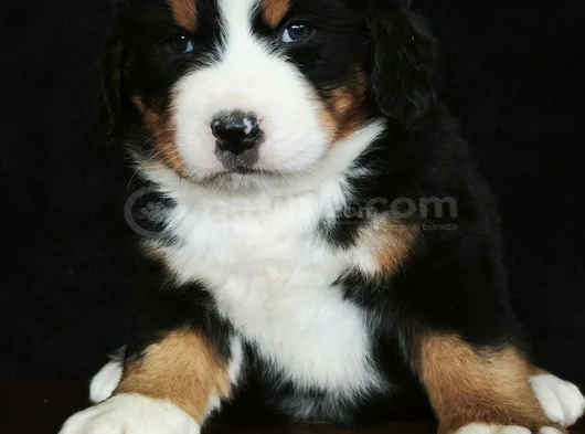 Bernese Mountai̇n Dog Yavrulari̇ görsel