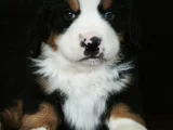 Bernese Mountai̇n Dog Yavrulari̇