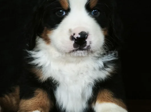 Bernese Mountai̇n Dog Yavrulari̇ görsel