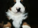 Bernese Mountai̇n Dog Yavrulari̇