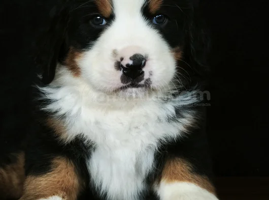 Bernese Mountai̇n Dog Yavrulari̇ görsel