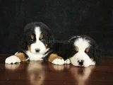 Bernese Mountai̇n Dog Yavrulari̇