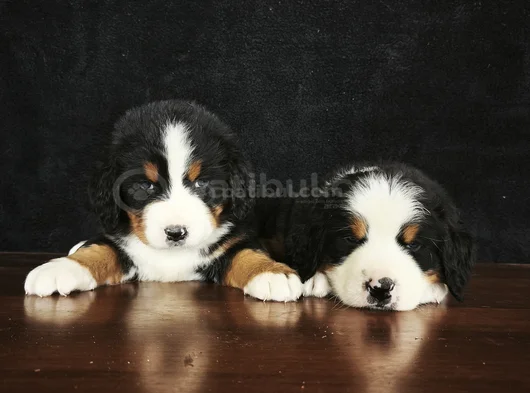 Bernese Mountai̇n Dog Yavrulari̇ görsel