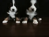 Bernese Mountai̇n Dog Yavrulari̇