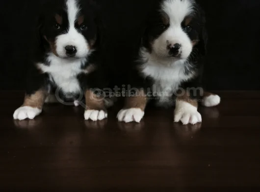 Bernese Mountai̇n Dog Yavrulari̇ görsel