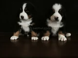 Bernese Mountai̇n Dog Yavrulari̇
