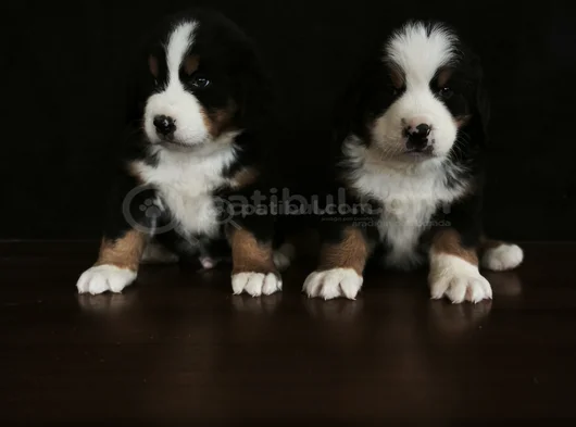 Bernese Mountai̇n Dog Yavrulari̇ görsel